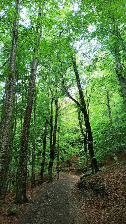 Finger Lakes Treehouse Sodus Esterno foto